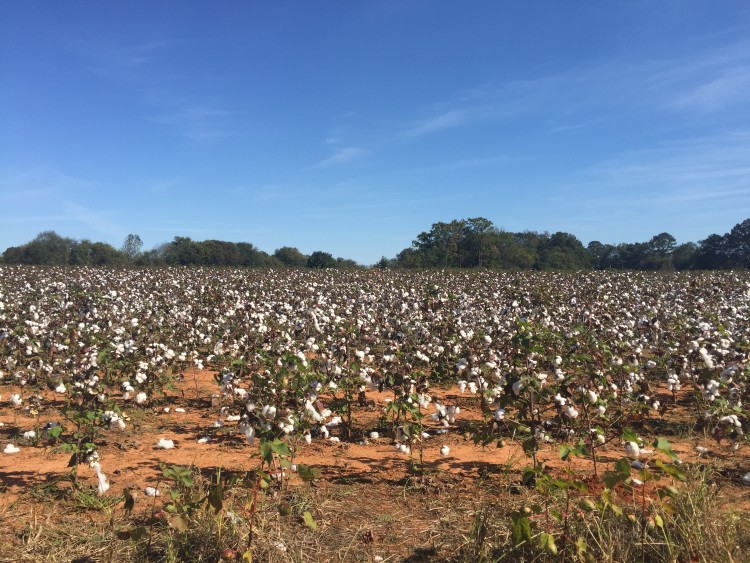 Pumpkin Patch Birmingham