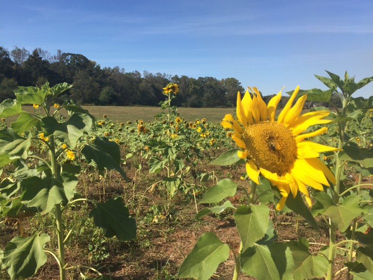 Pumpkin Patch Birmingham