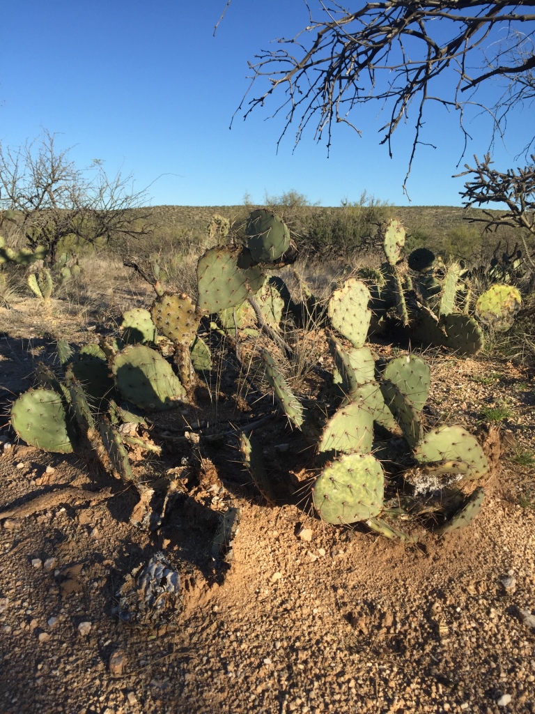 Tucson Arizona