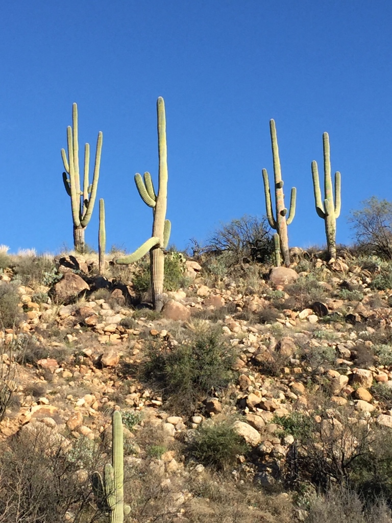 Tucson Arizona